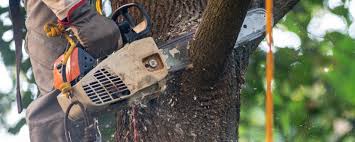 Best Fruit Tree Pruning  in Castle Shannon, PA