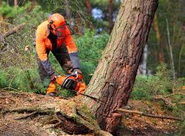 Best Tree Removal  in Castle Shannon, PA