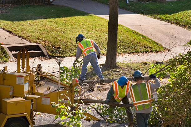 Why Choose Our Tree Removal Services in Castle Shannon, PA?