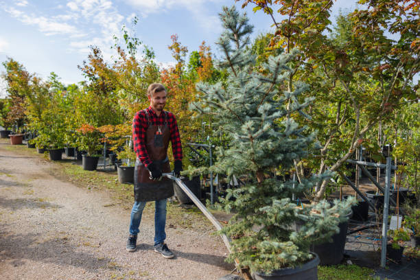 Best Emergency Tree Removal  in Castle Shannon, PA