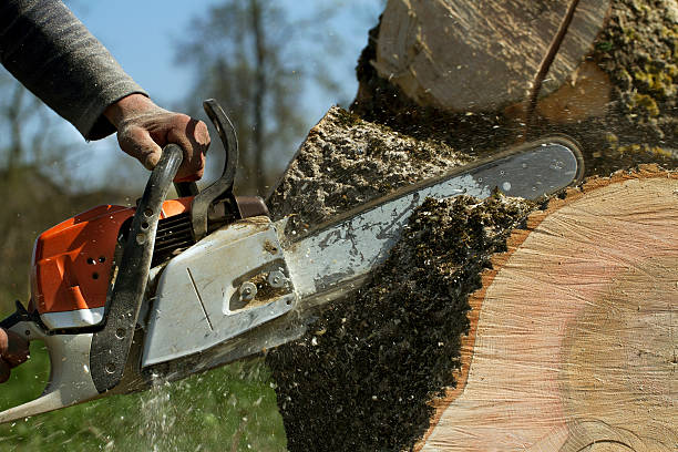 Best Leaf Removal  in Castle Shannon, PA